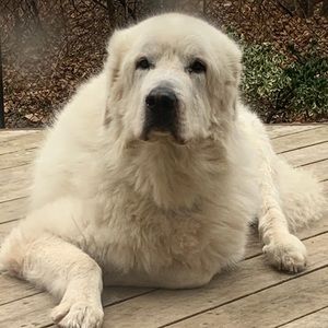 Meet your Posher, Colene